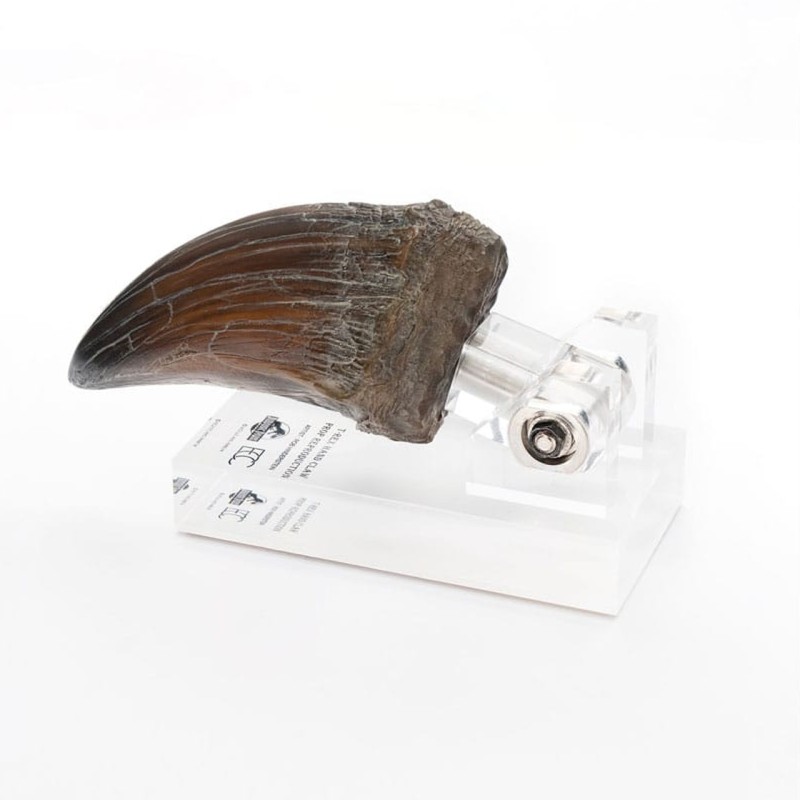 T-Rex Hand Claw - Jurassic Park - Prop Reproduction