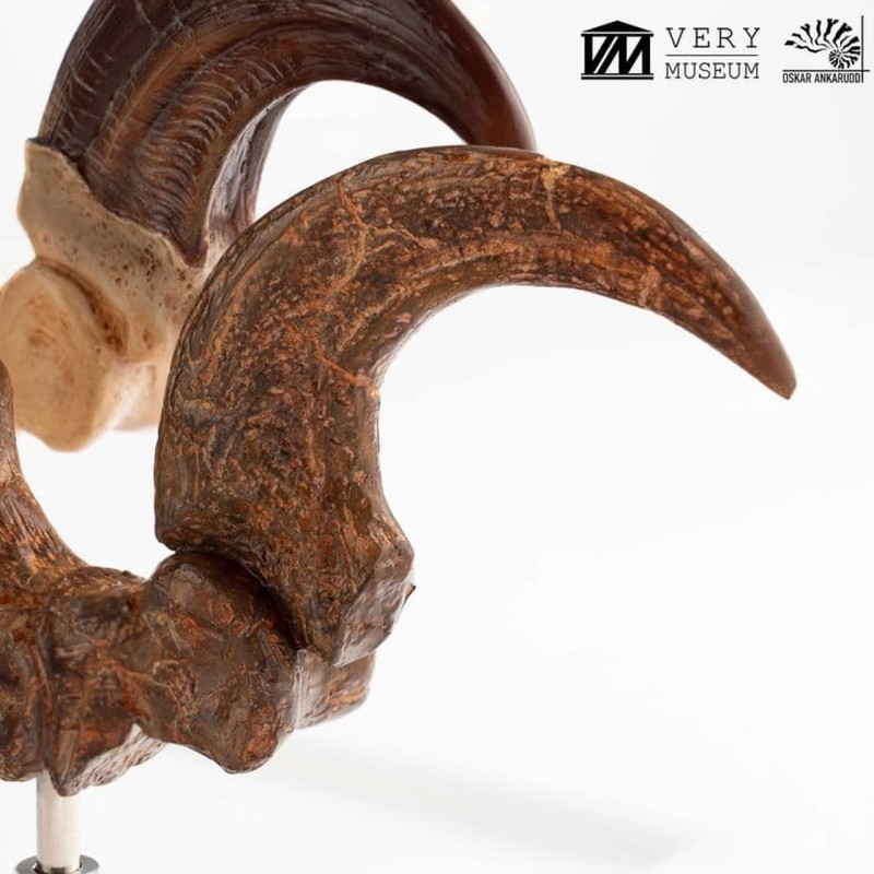 Velociraptor Foot Claw and Fossil Claw Set - Jurassic Park - Prop Reproduction