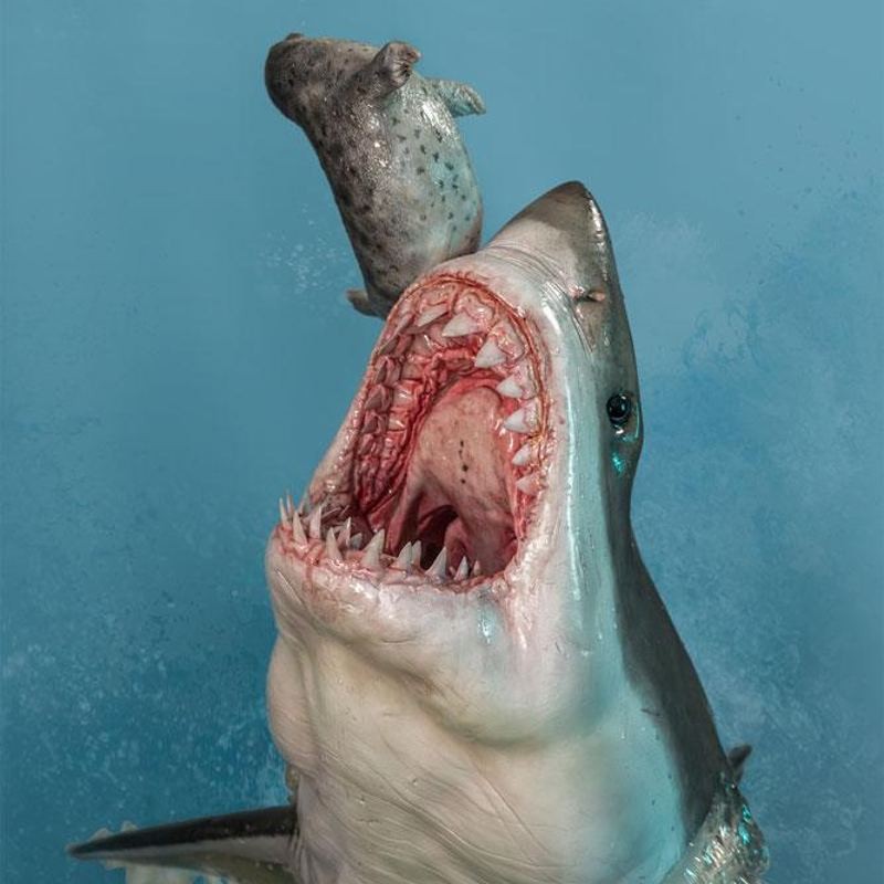 Weisser Hai (Carcharodon carcharias) - Museum Series - 1/4 Scale Statue